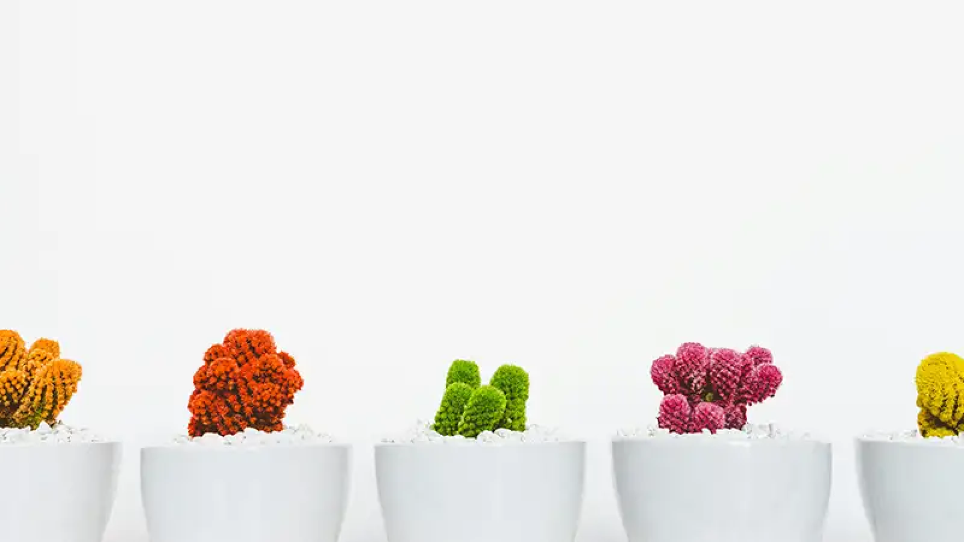 varied colored crocheted cacti in pots