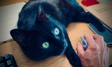 The author's mouse and cat