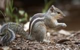 The three striped Indian palm squirrel